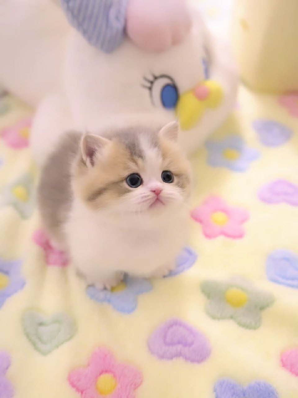 Hazel Munchkin kitten for Sale Galveston Texas - Female Short-Legged Munchkin Available